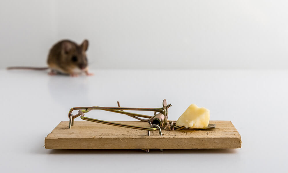 Rodent Control